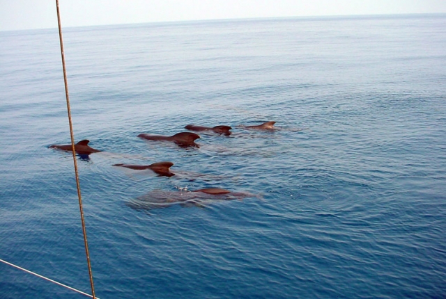  Encuentro con delfines 